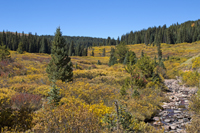 Fall Color on Vail Pass
